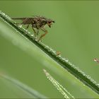 und schon wieder eine Fliege