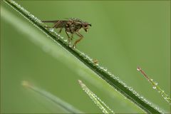 und schon wieder eine Fliege