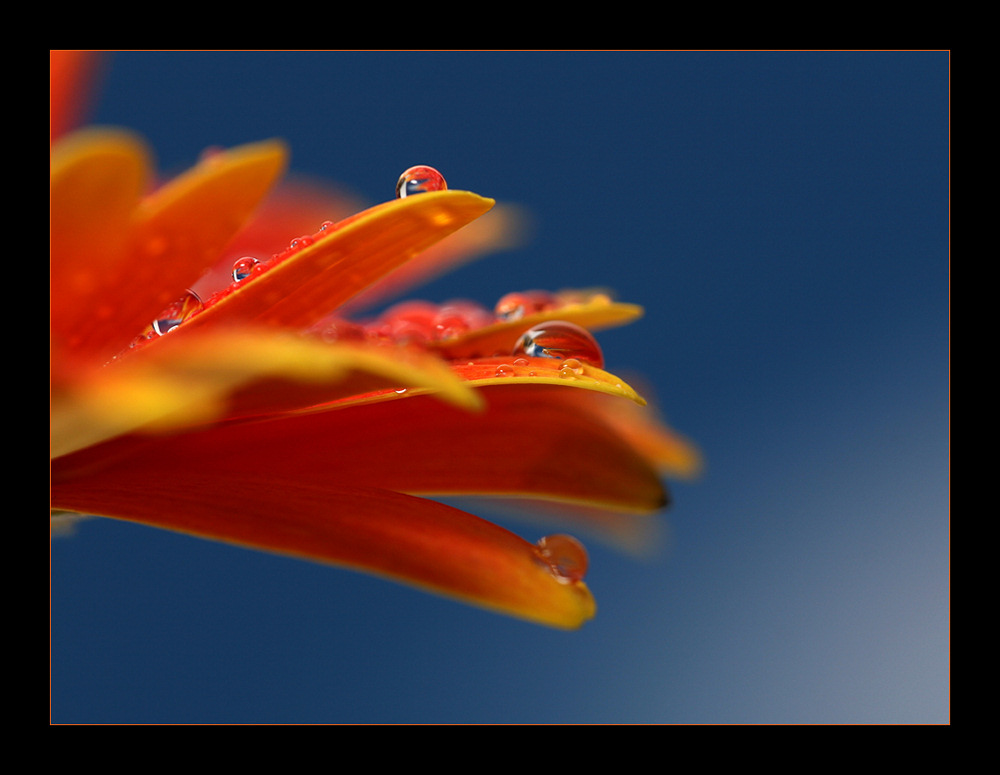 Und schon wieder eine Gerbera :-)