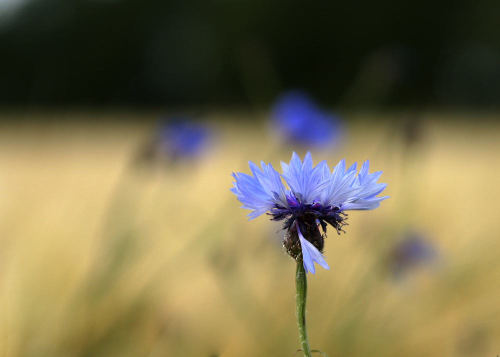 und schon wieder eine kornblume