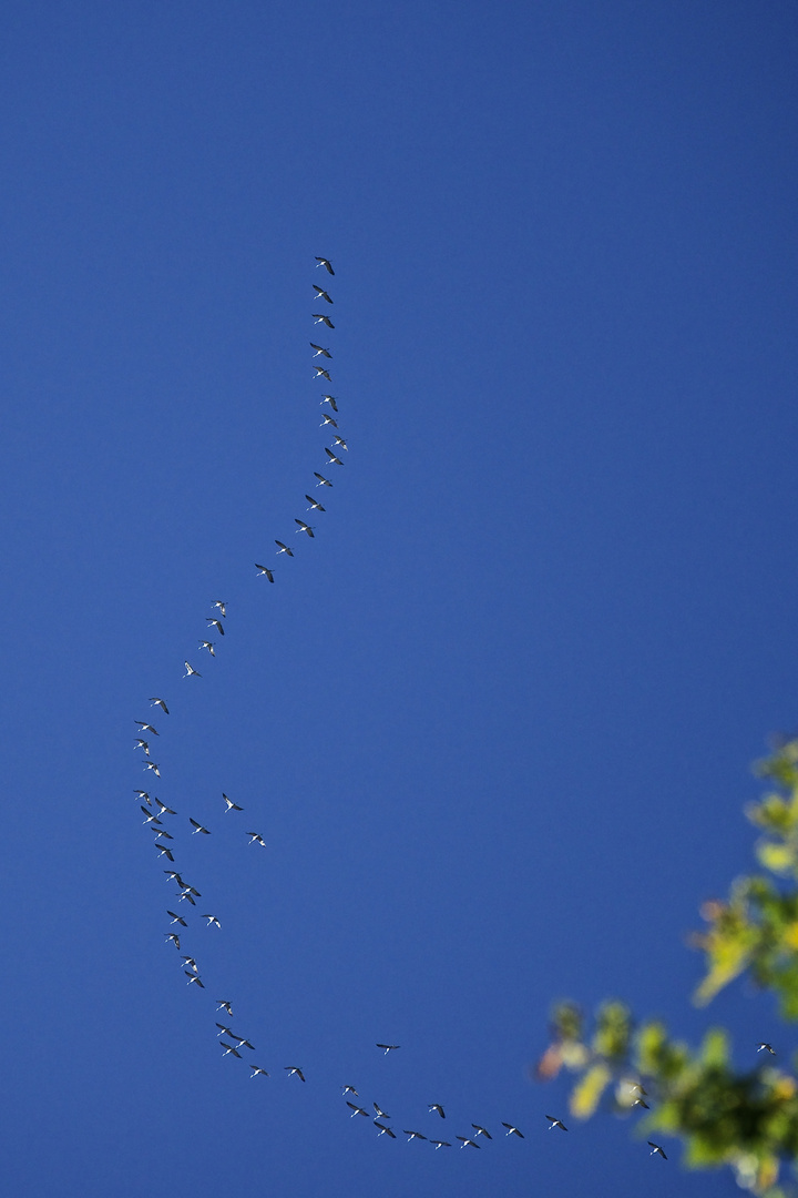 ...und schon wieder fliegen sie weg