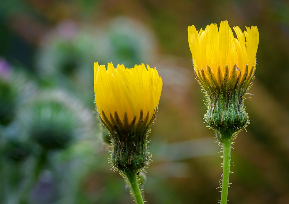 Gelbe Und Weiße Kindergartenideen : Blake und Mortimer Bibliothek 3