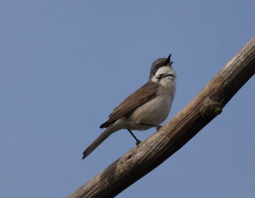 *......... und schon wieder Montag .........*