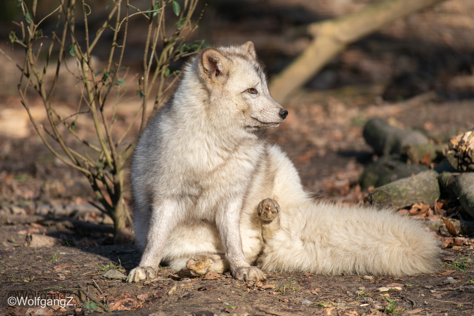 und schon wieder muss der Zoo seine Türen schließen