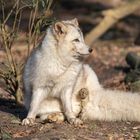 und schon wieder muss der Zoo seine Türen schließen