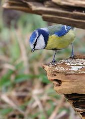 Und schon wieder nur'n Blaumeiserl