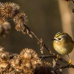 Und schon wieder - Wintergoldhähnchen