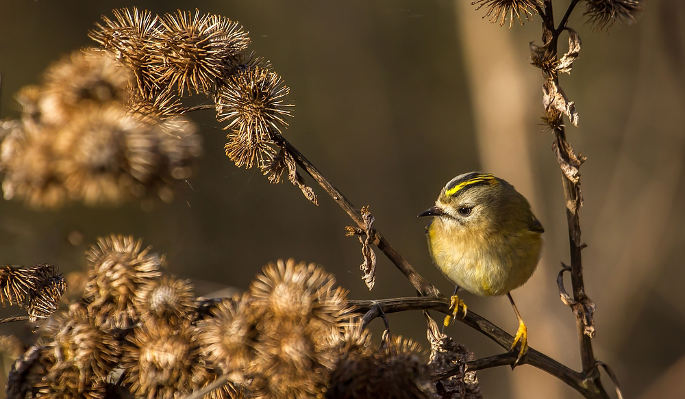 Und schon wieder - Wintergoldhähnchen