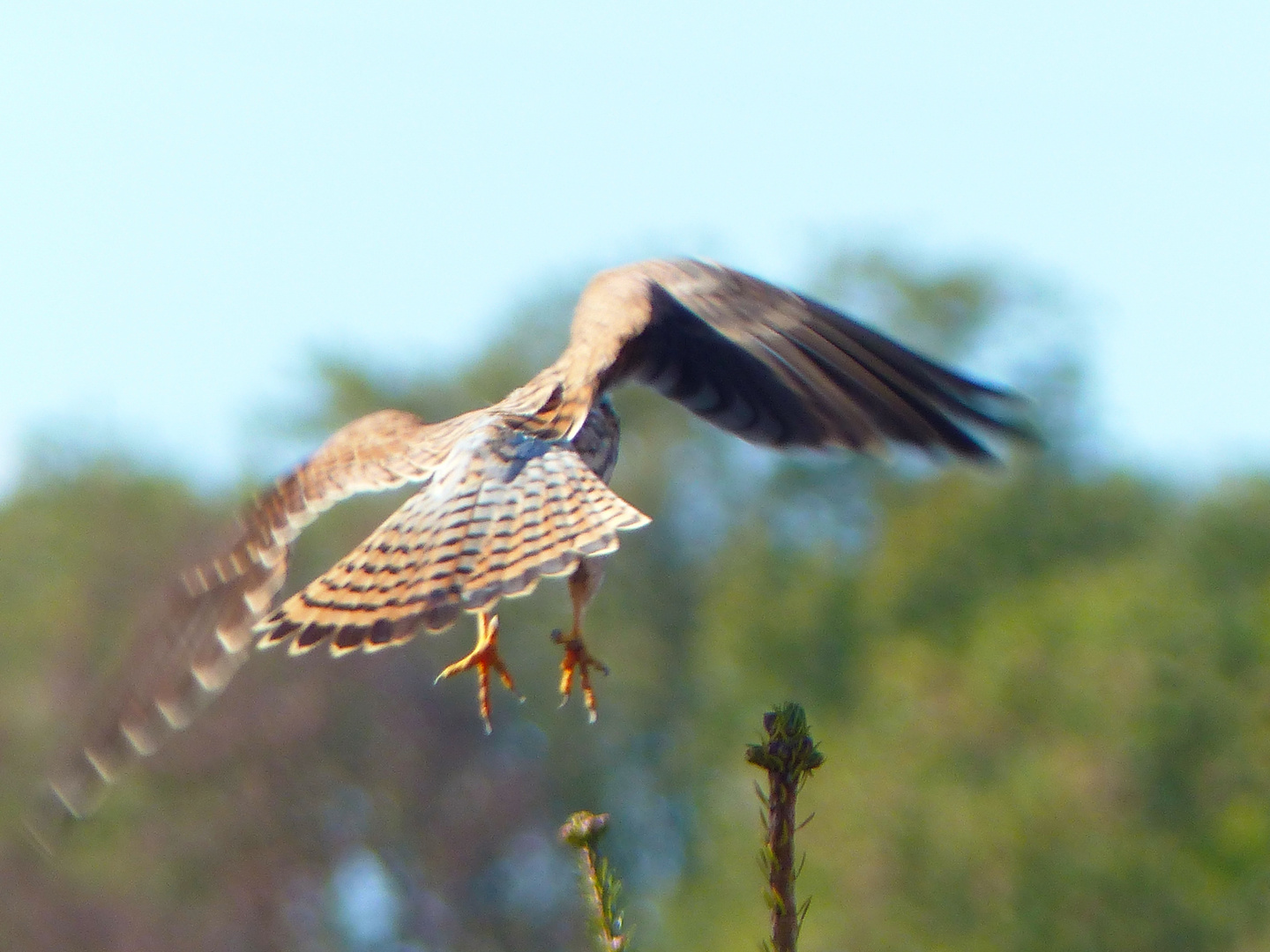 und schwupp war er weg der falke