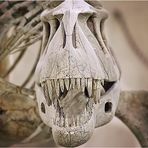 ...und sie beißen doch!  | ...and yet, they bite!