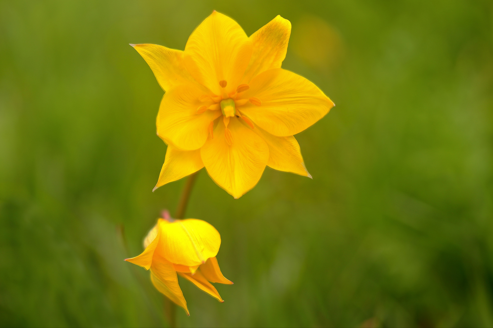 Und sie blüht auch noch: die Wilde Tulpe (8)