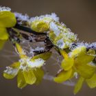 Und sie blüht trotzdem -die Zaubernuss-