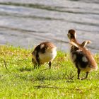 Und sie breitete ihre Flügel aus - na, ist noch nicht viel auszubreiten...