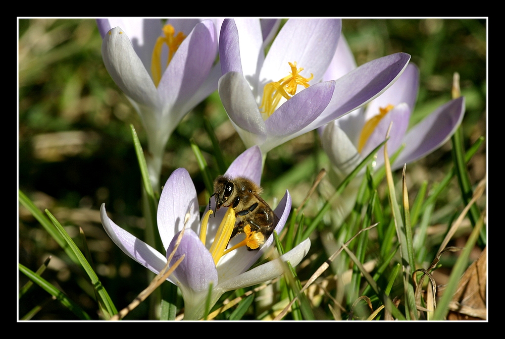 Und sie brummen wieder - der Frühling kommt