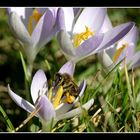 Und sie brummen wieder - der Frühling kommt