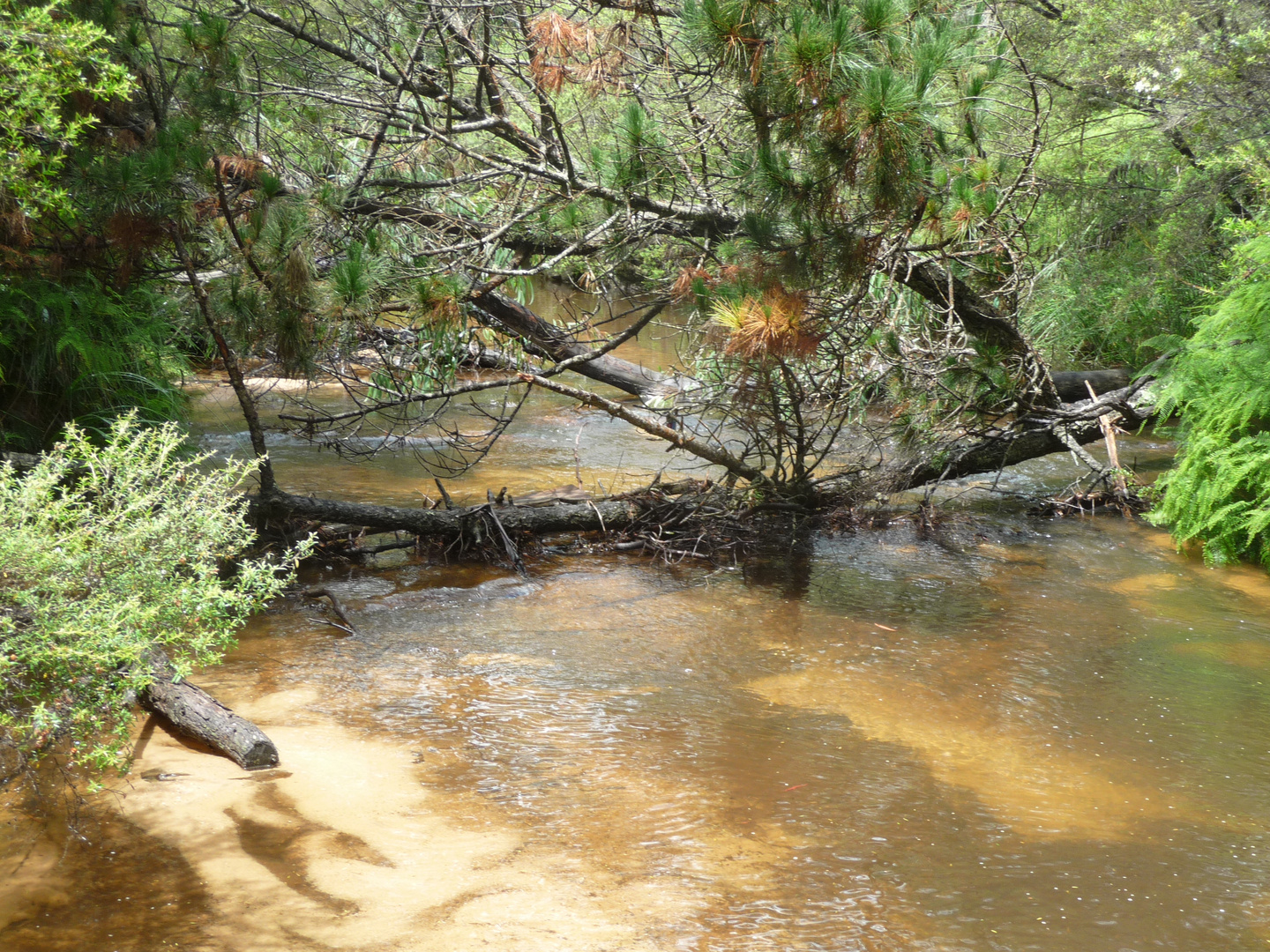 ... und sie danach im Fluss versenken ...