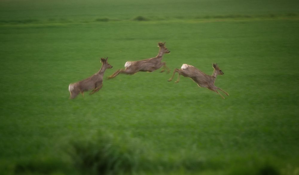 Und sie fliegen doch