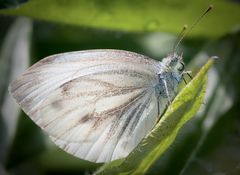 und sie fliegen immer noch