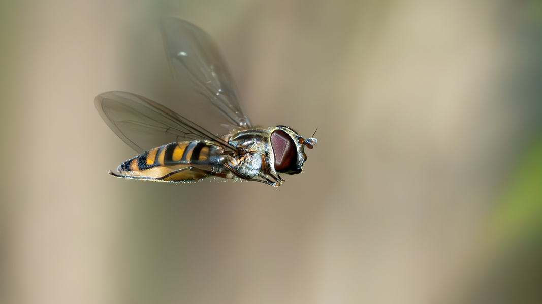 Und sie fliegen noch!