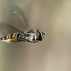 Und sie fliegen noch!