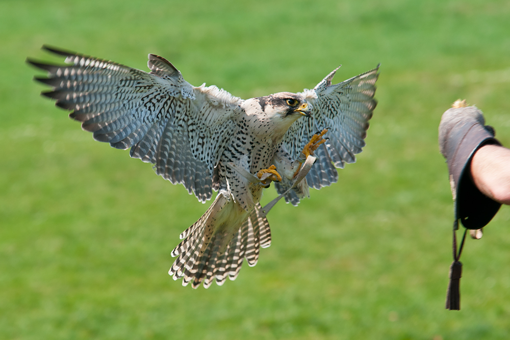 und sie fliegen wieder!