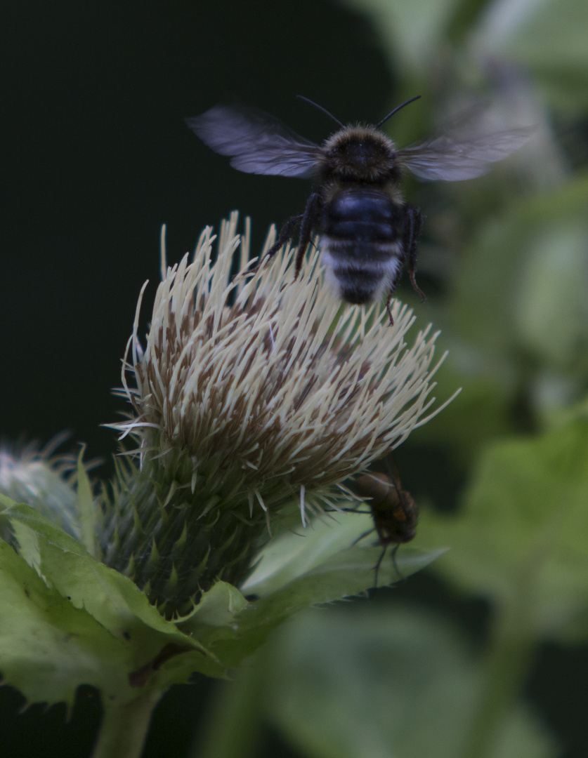 Und sie fliegt doch !