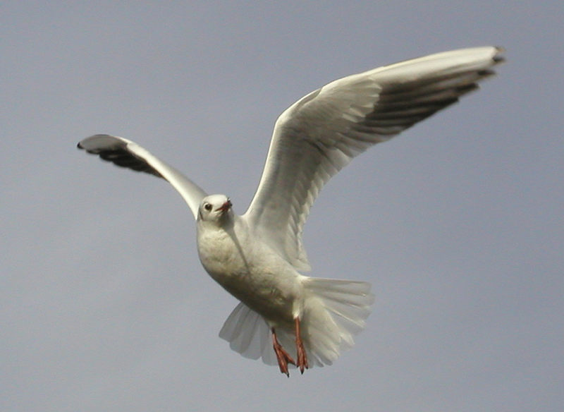 und sie fliegt und fliegt...