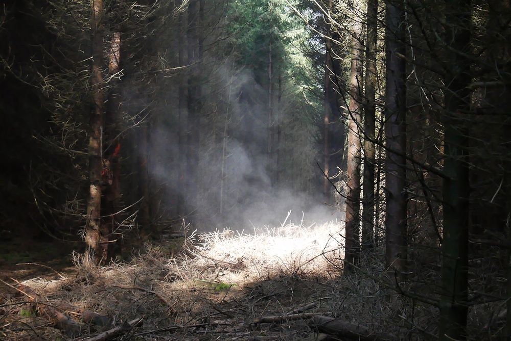 Und sie gerieten immer tiefer in einen finsteren Wald....