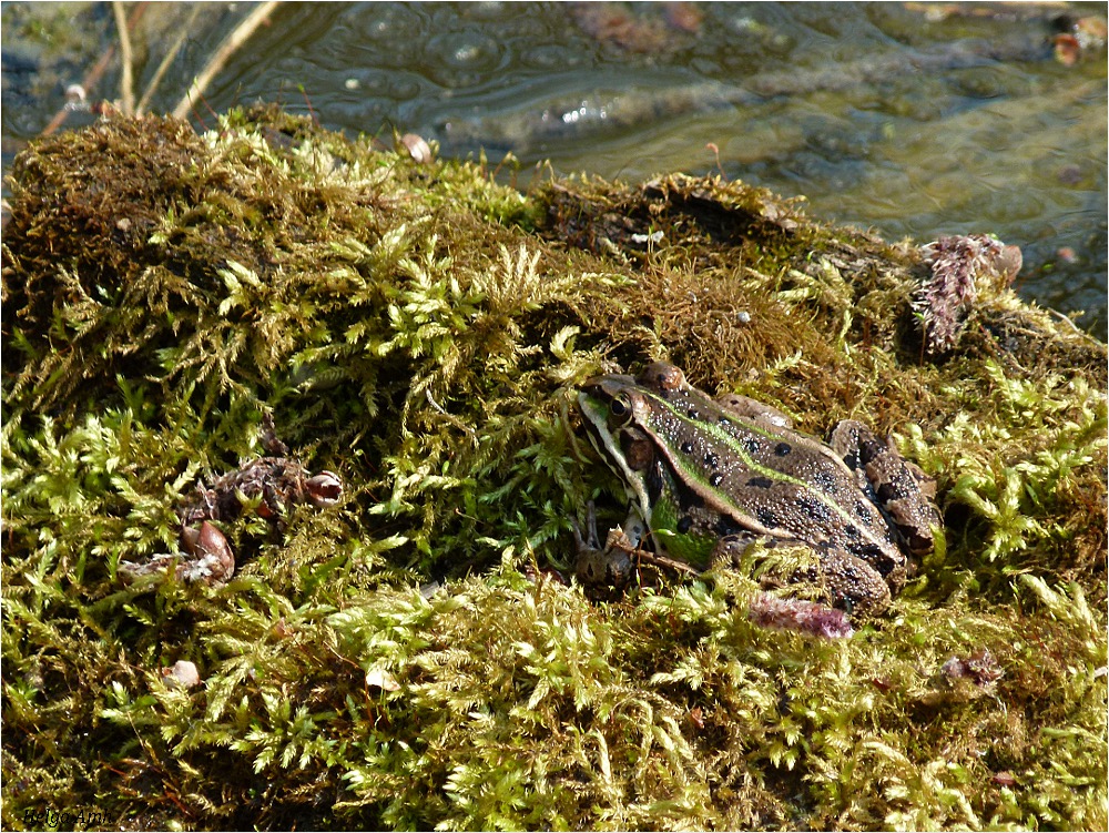 ...und sie hüpfen wieder ...in Wald und Au....(2)