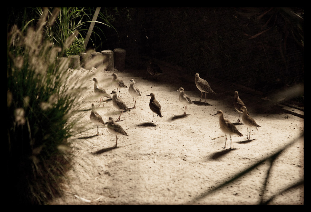 und sie kamen mitten in der Nacht in Vogelgewand