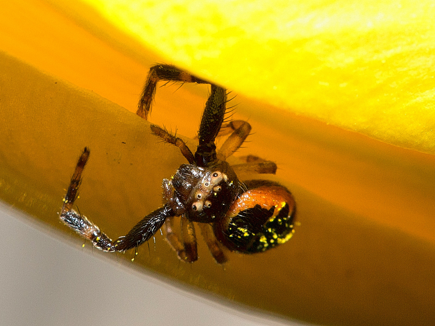 und sie lauerte auf der dritten Blüte: die Südliche Glanz-Krabbenspinne