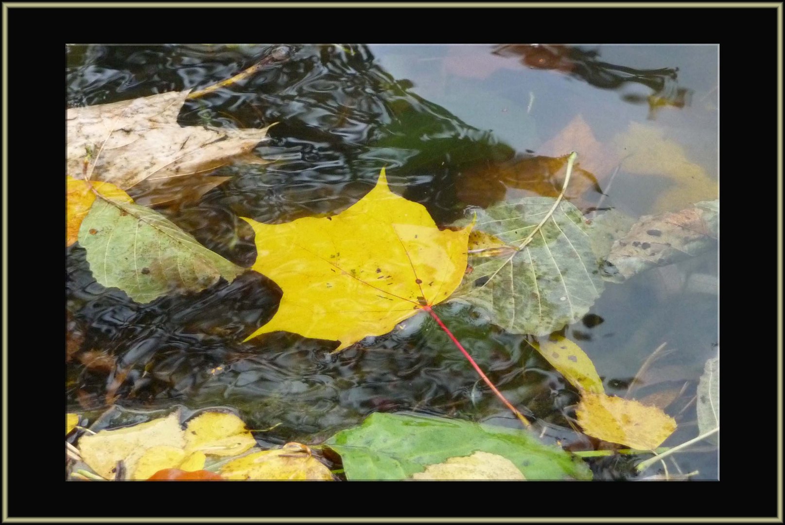 ...und sie schwimmen davon...