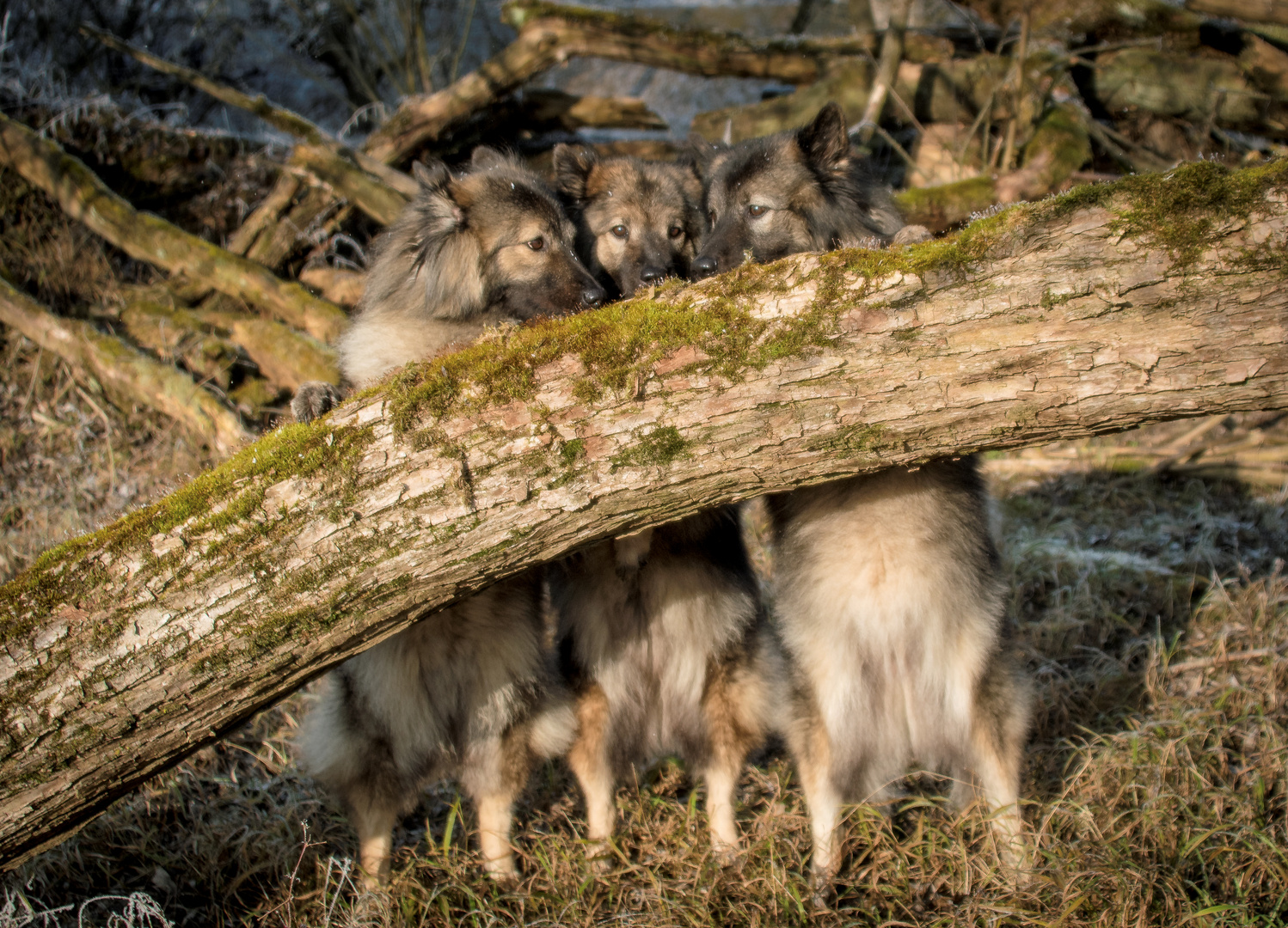 Und sie steckten die Köpfe zusammen und berieten sich