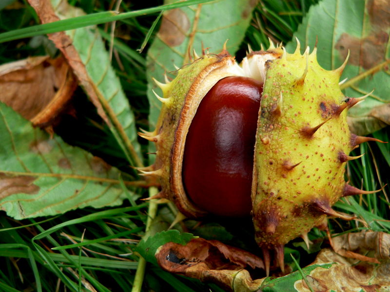 und sie sticht, sticht,,sticht Foto & Bild pflanzen, pilze & flechten