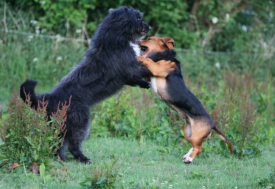 ...und sie tanzten....