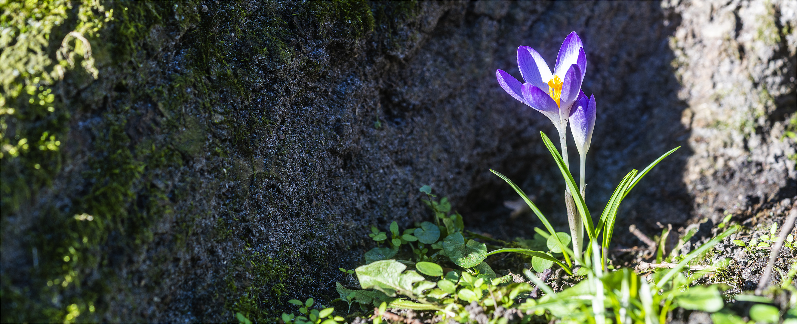 …  Und siehe da: das blaue Band …