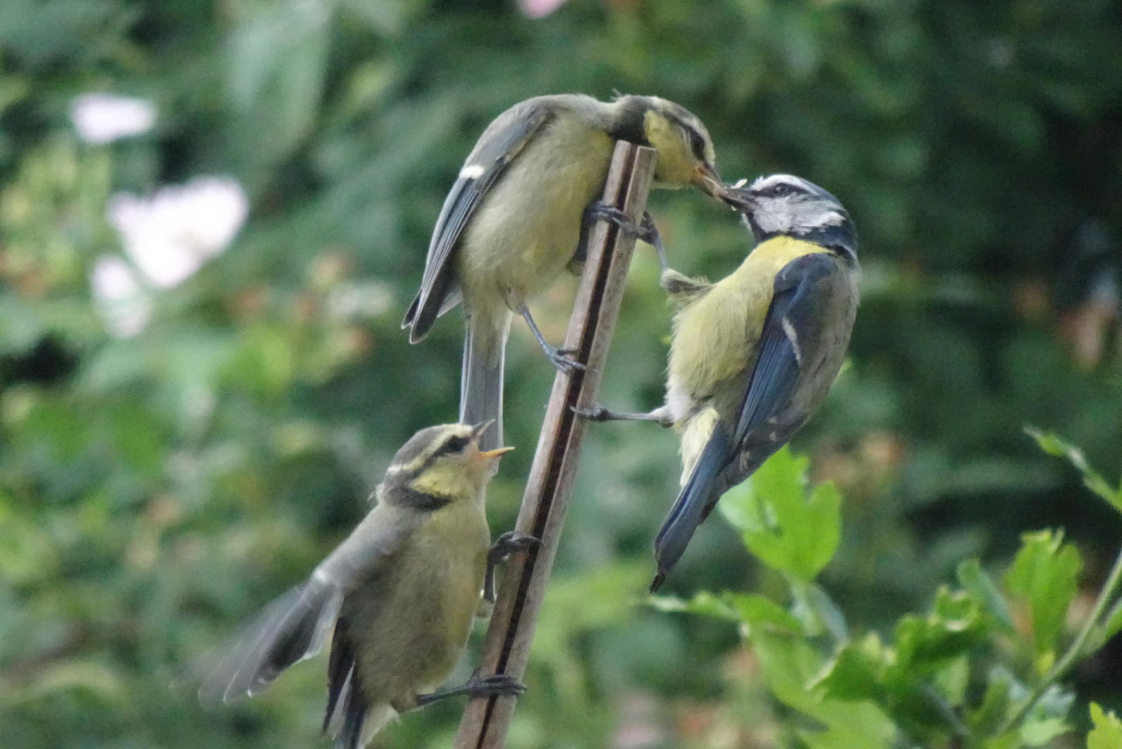 und sind hungrig, die jungen Blaumeisen