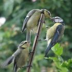 und sind hungrig, die jungen Blaumeisen