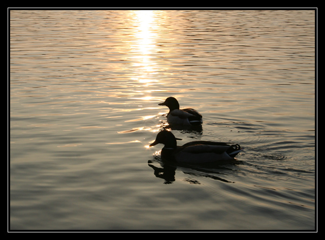 Und so schwimmen sie bis ans Lebensende...