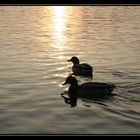 Und so schwimmen sie bis ans Lebensende...