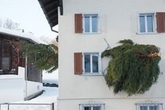 und so sieht der" ganze Baum "aus