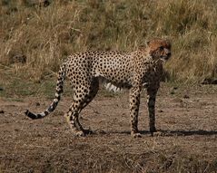 und so sieht ein Gepard aus wenn er den Mara River durchquert hat