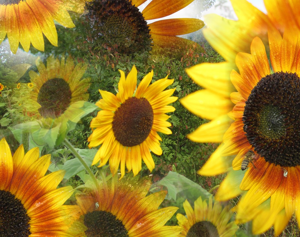 und SONNIG-BLUMIG darf der Sonntag natürlich auch werden!!!