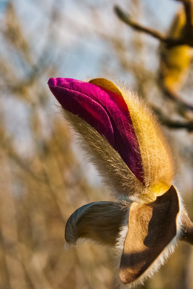 ....und spürst du den frühling schon.....