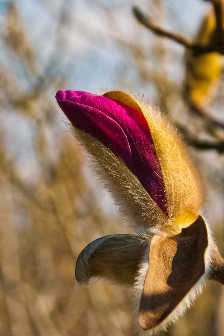 ....und spürst du den frühling schon.....