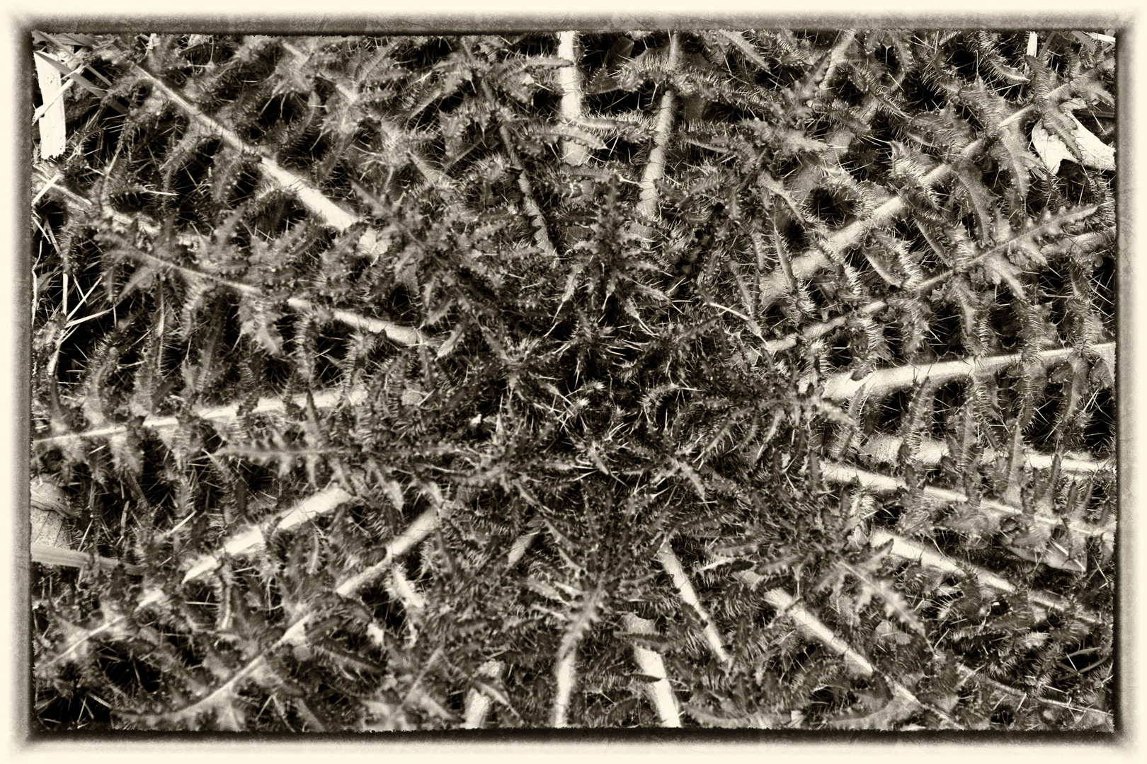 ..und sticht, sticht, sticht Foto & Bild pflanzen, pilze & flechten