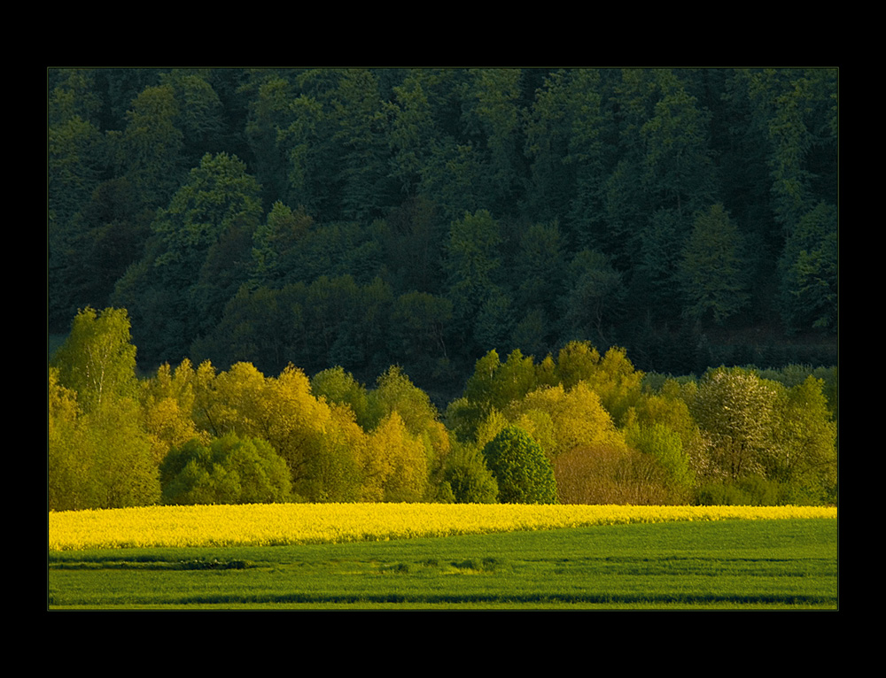 ...und still und ernst ruht der Wald...