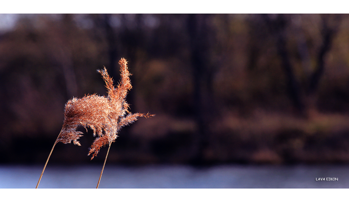 und Streicheleinheiten (2)