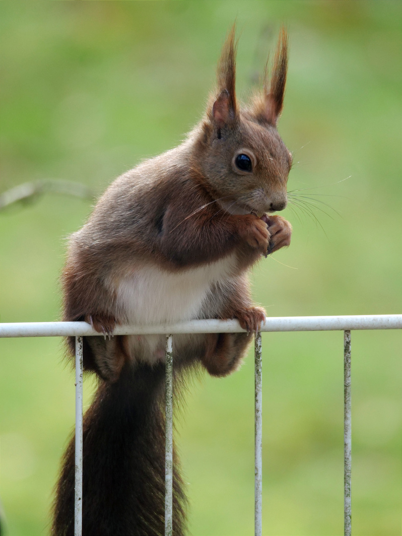 ... und täglich grüßt das Eichhörnchen