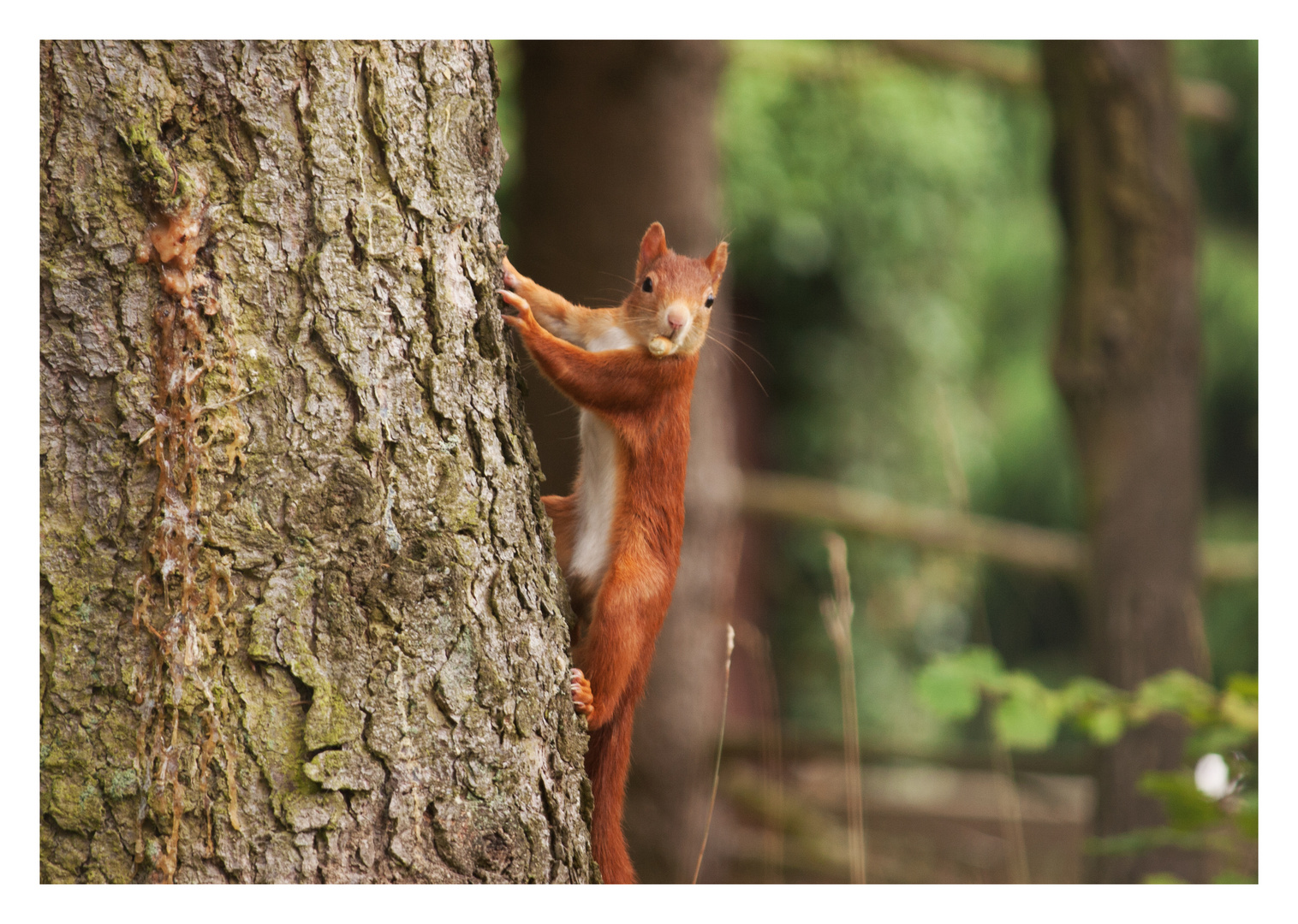 Und täglich grüßt das Eichhörnchen...